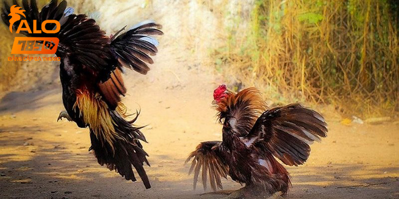 Alo789: Đá Gà Trực Tiếp Số 1 Hiện Nay