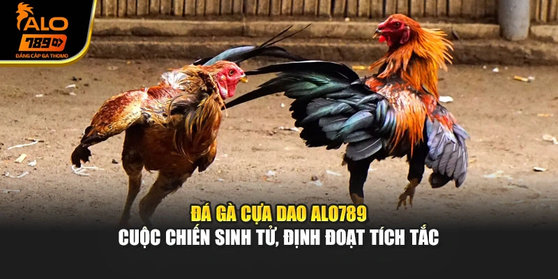 Bí Quyết Soi Kèo Đá Gà Và Thể Thao Hiệu Quả Tại Alo789
