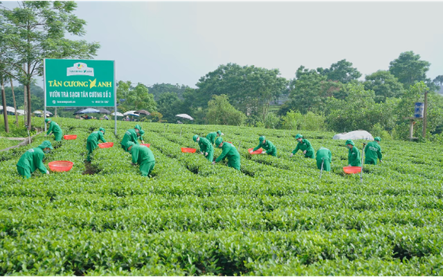 Chè Tân Cương Thái Nguyên: Địa Chỉ Mua Uy Tín