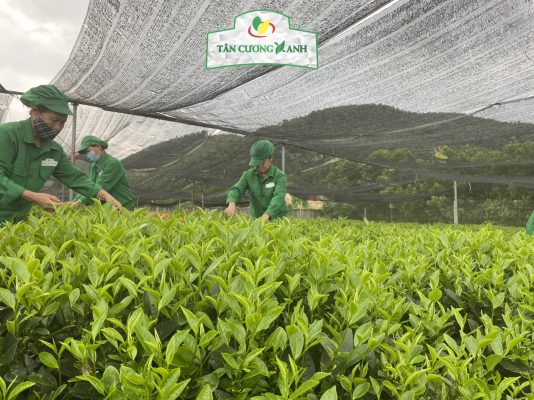 Trà Tân Cương Thái Nguyên: Tinh Hoa Trà Chính Gốc
