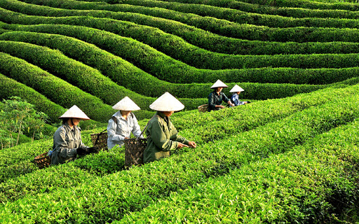 Bí quyết chọn che thai nguyen ngon tiếp khách