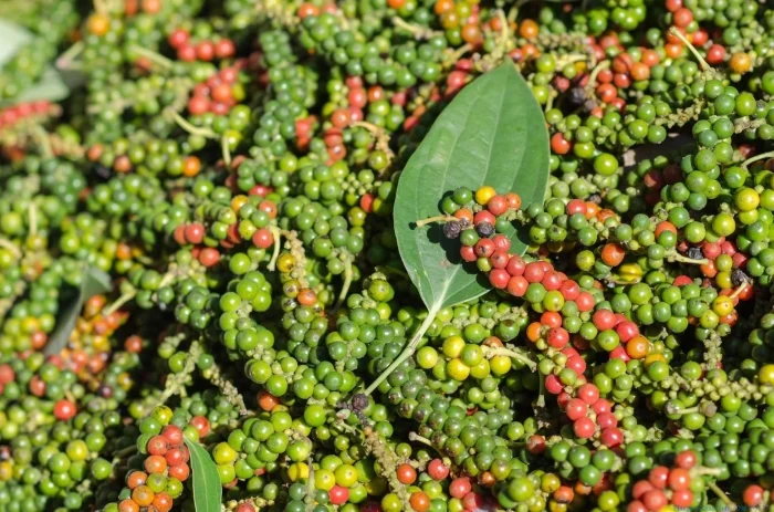 Why Phu Quoc Pepper Is The Best In The World