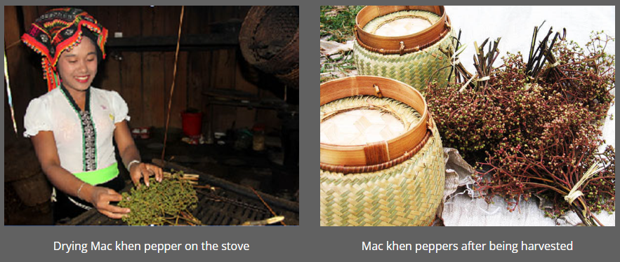 Mac Khen Pepper: The Unique Wild Spice of Vietnam