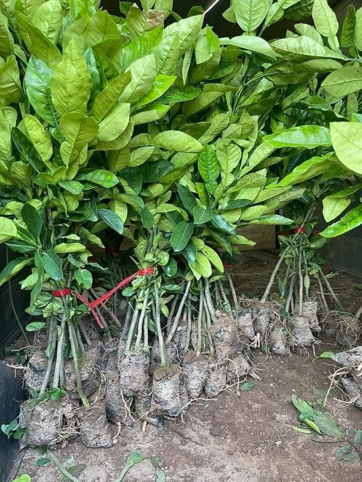 Cung cấp cây giống bưởi ruby