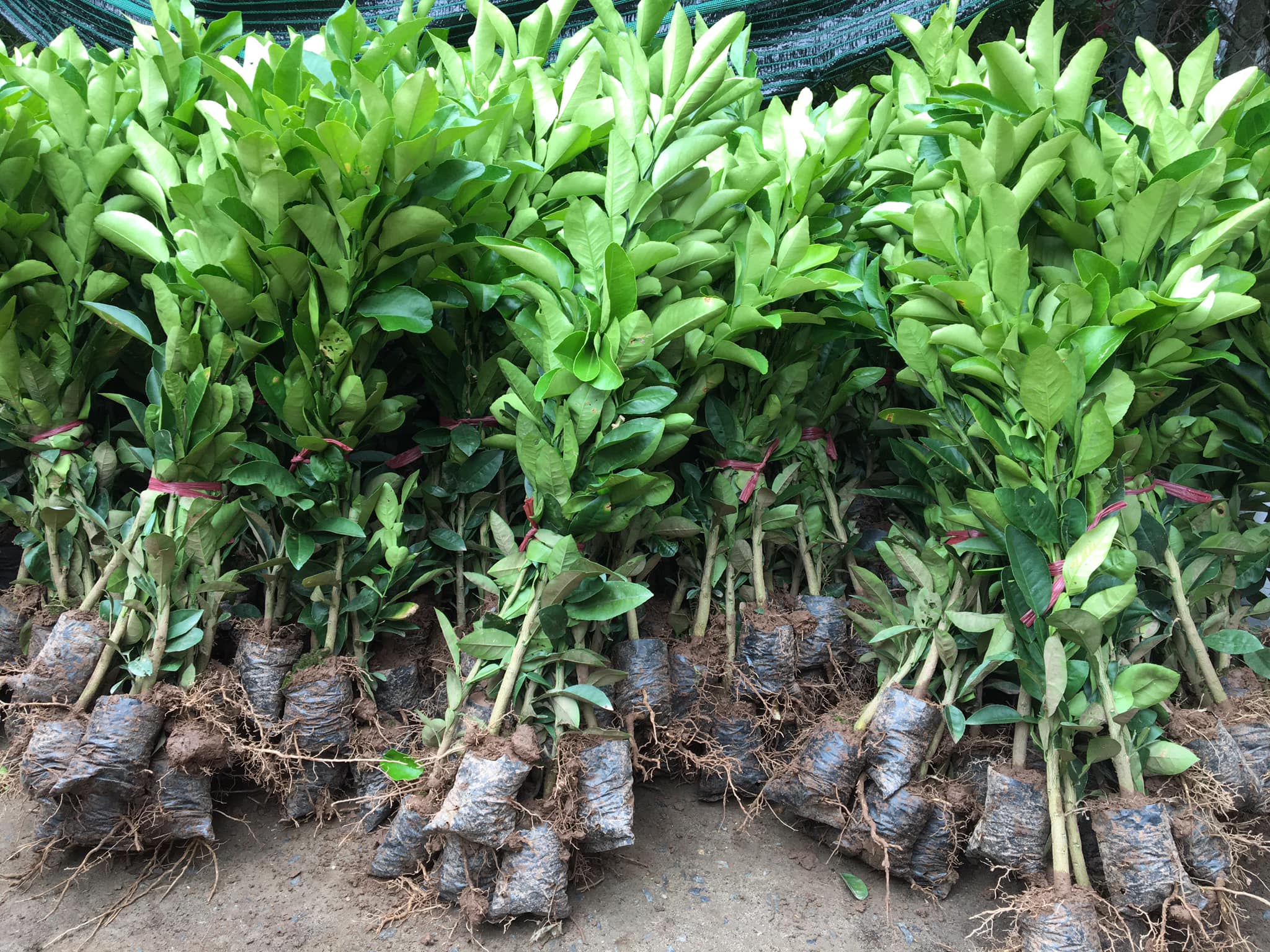 Cung cấp cây giống bưởi đỏ luận văn