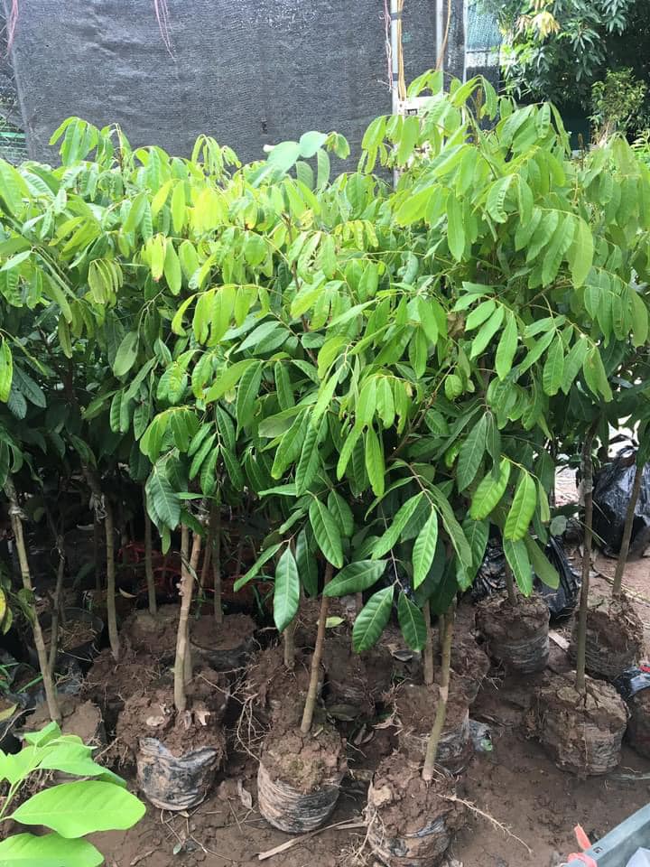Cây giống nhãn indo