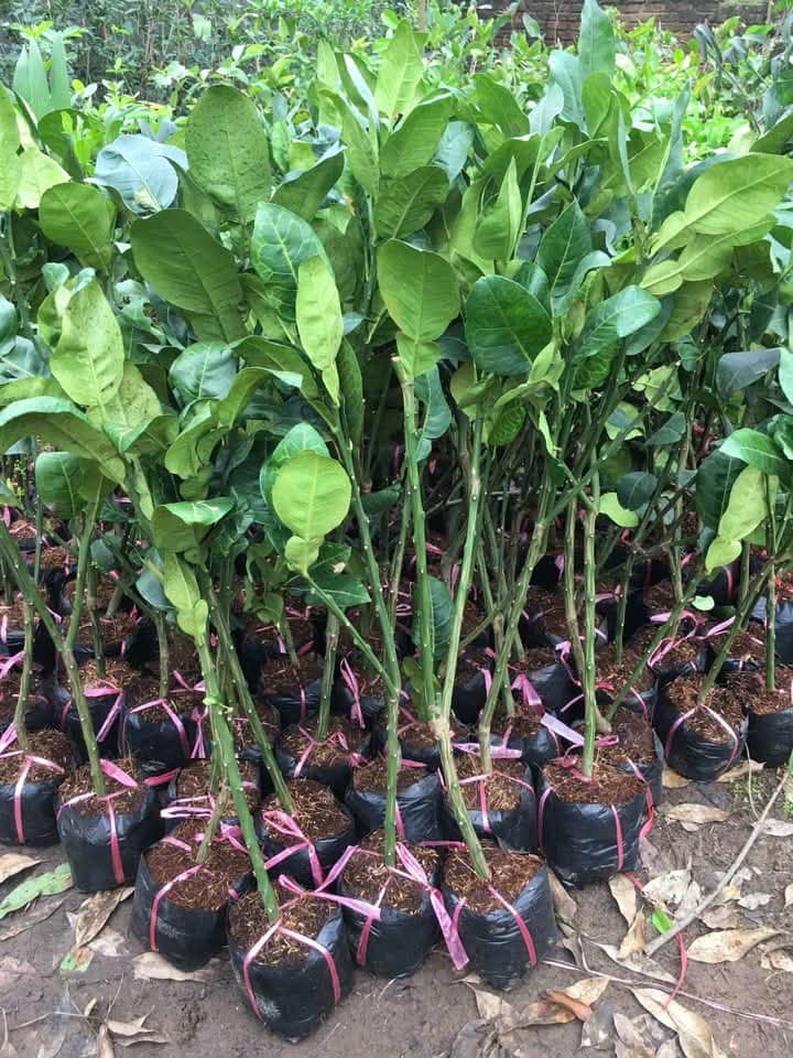 Cung cấp cây giống bưởi da xanh