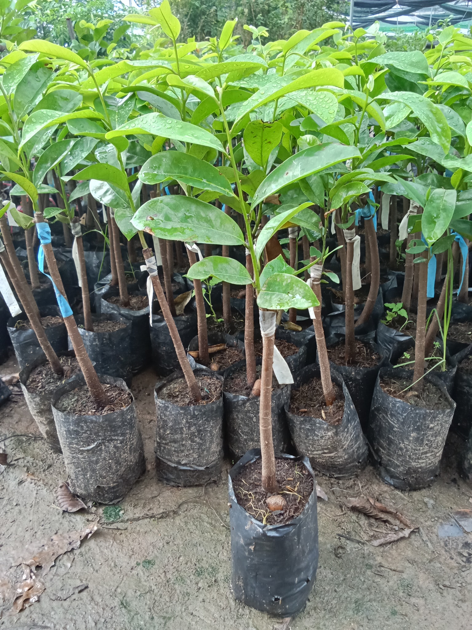 CÂY GIỐNG MÃNG CẦU XIÊM