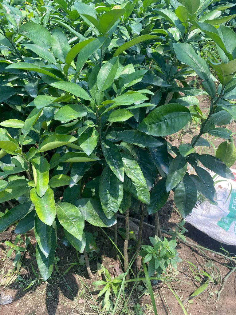 Cung cấp cây giống bưởi đỏ Tân Lạc