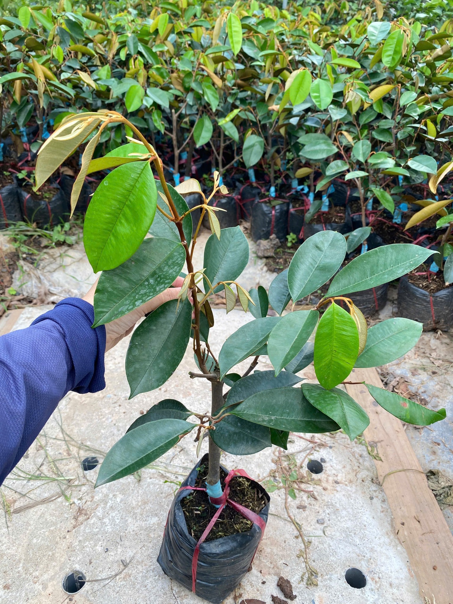 Cây giống vú sữa