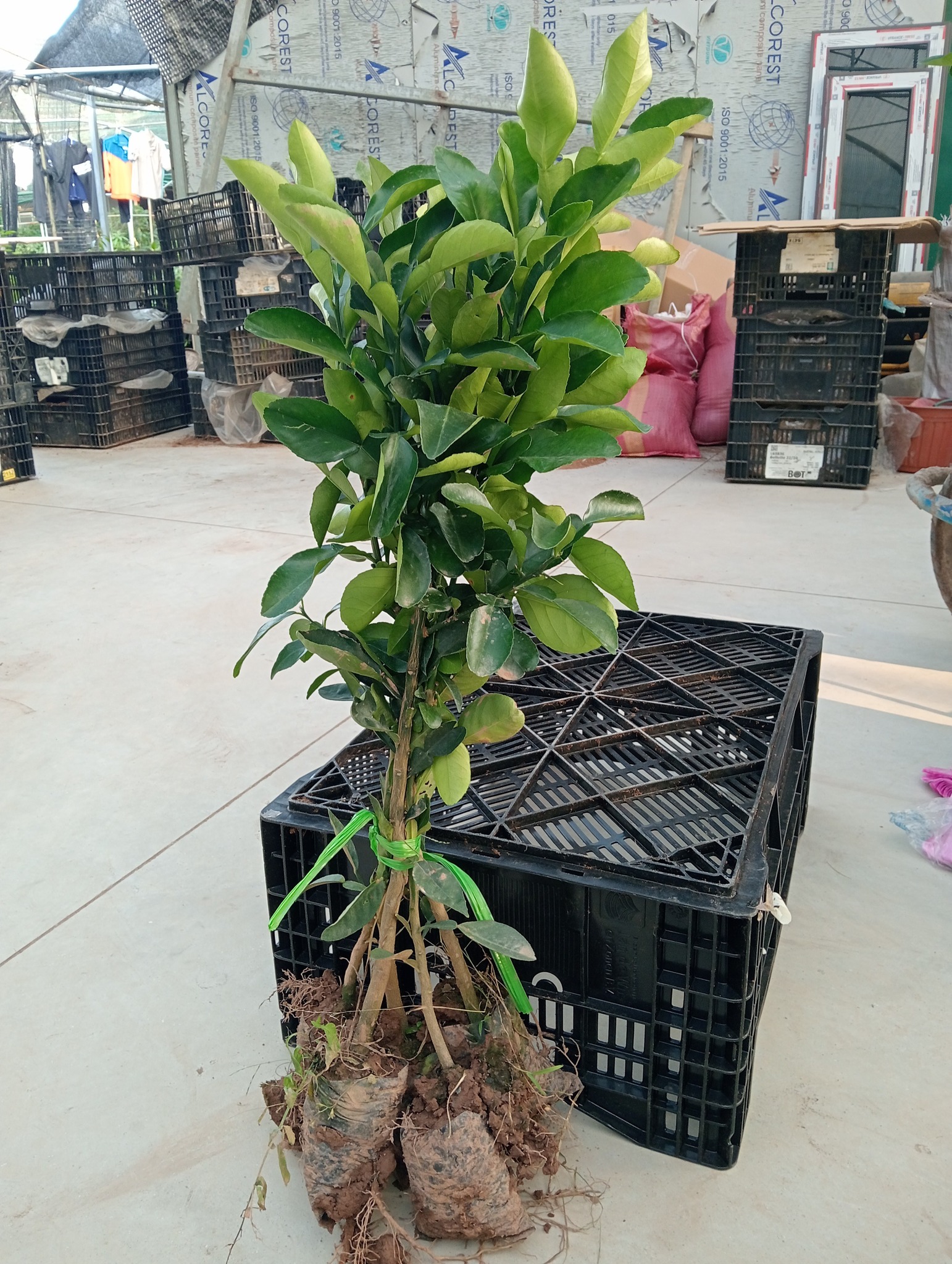 Cung cấp cây giống bưởi diễn