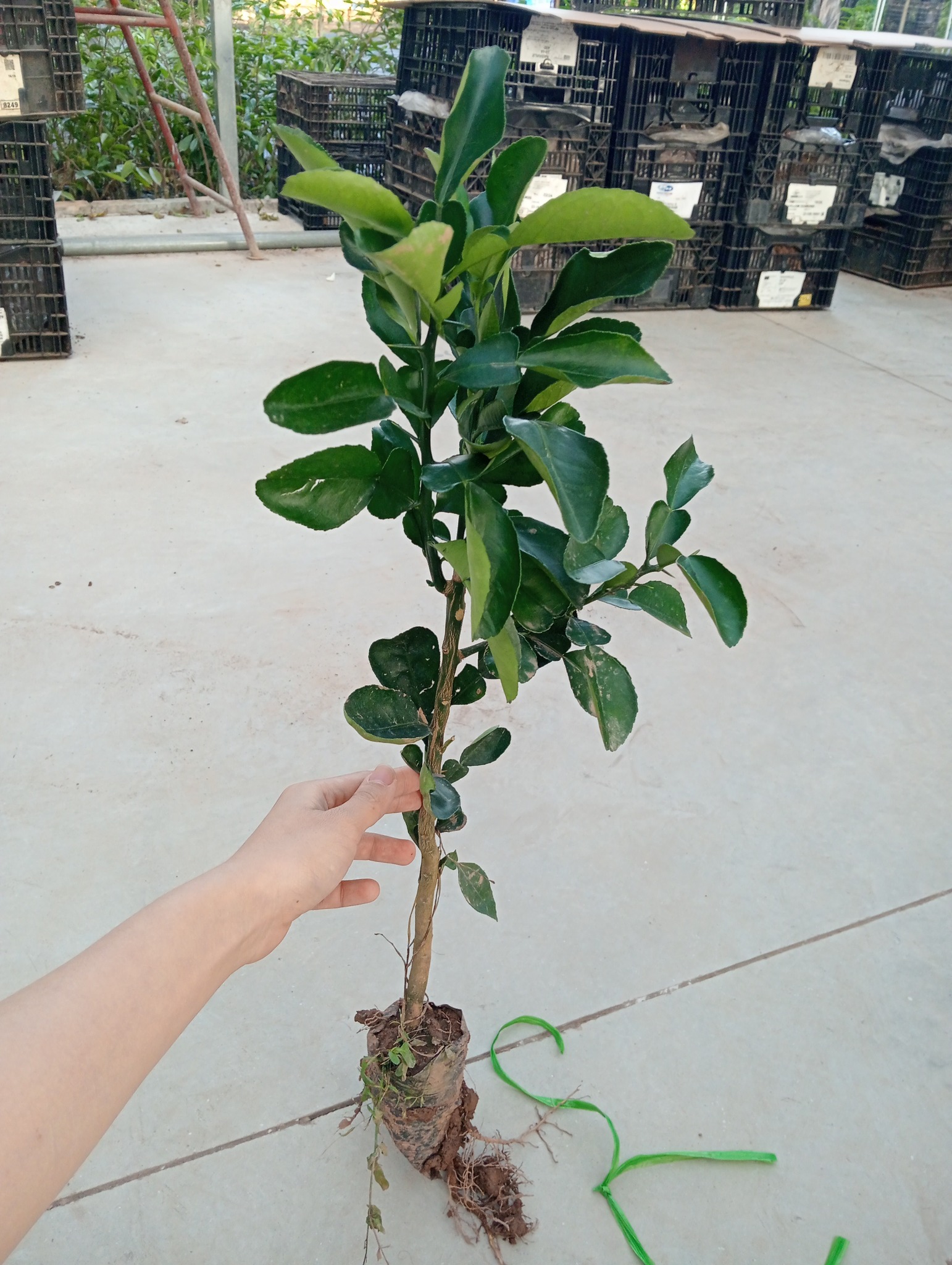 Cây giống bưởi diễn chiết