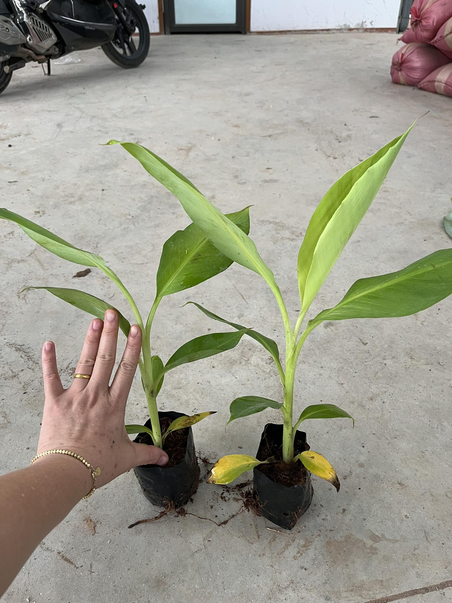 Cây giống Chuối Già Nam Mỹ