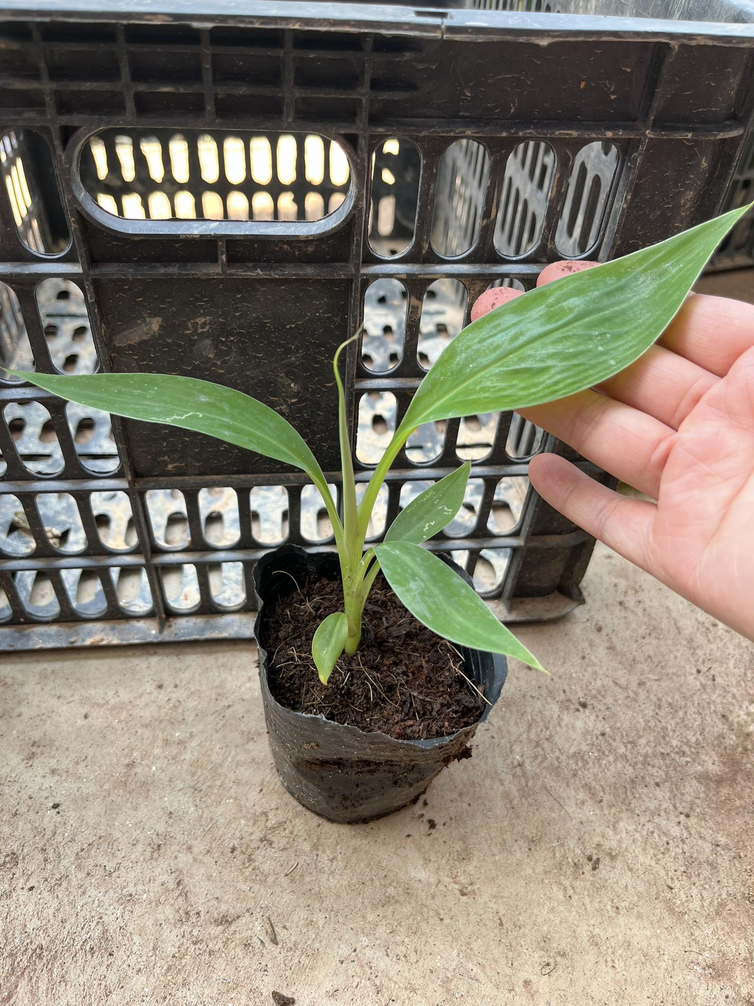 Cây giống Chuối Bàn Tay Phật