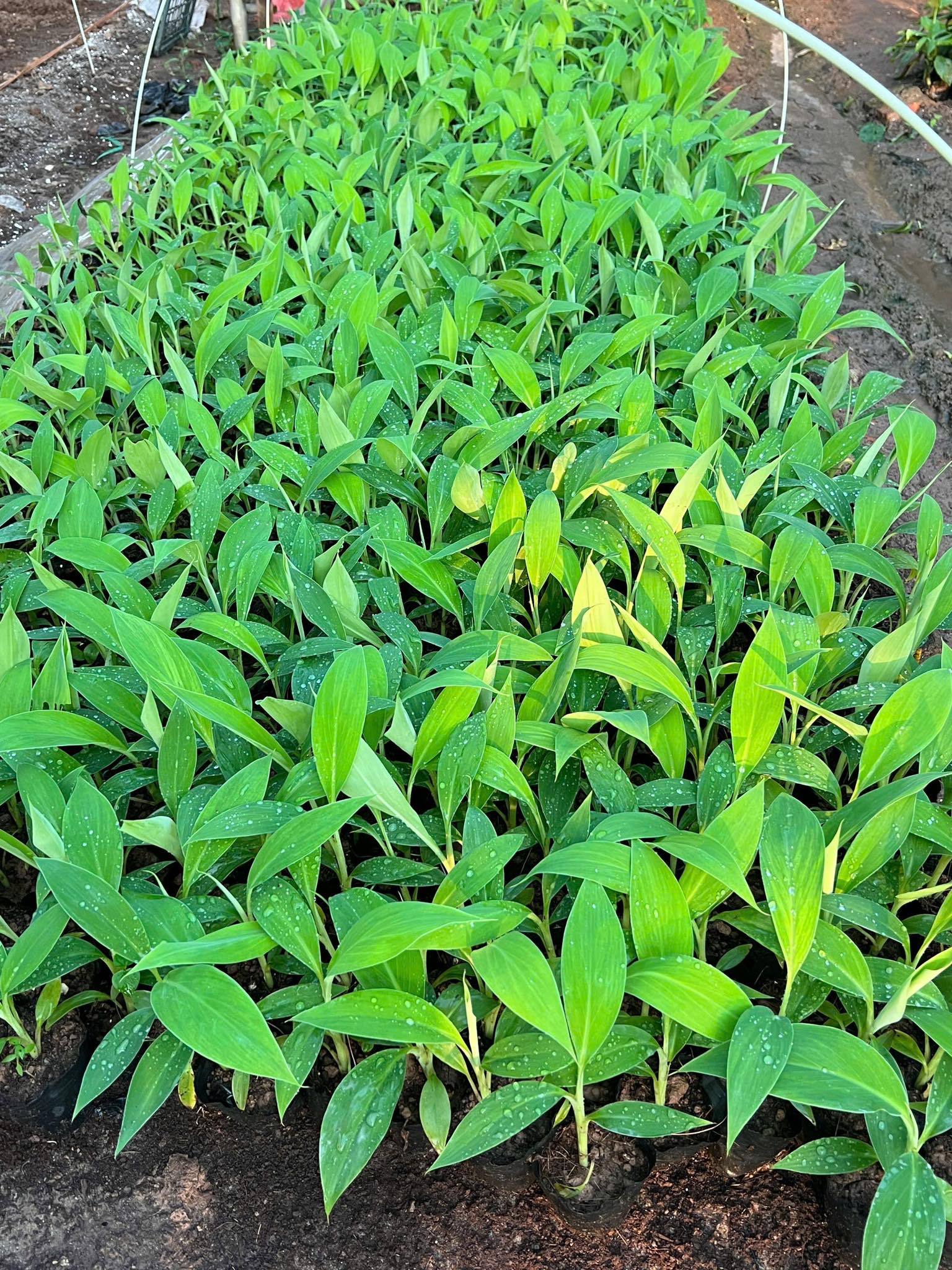 Cây giống Chuối Tây Thái