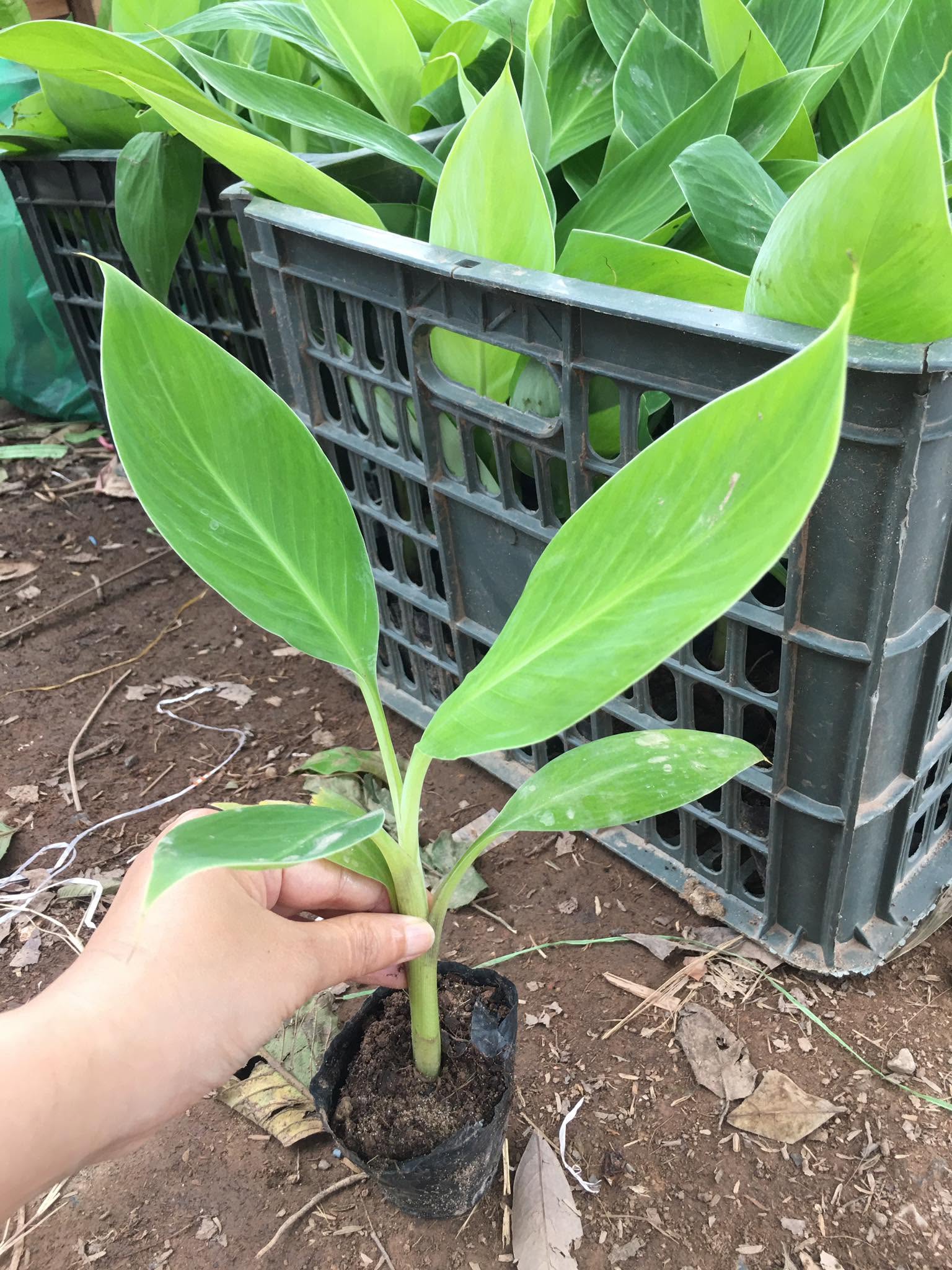 Cây giống Chuối Sáp Nghệ