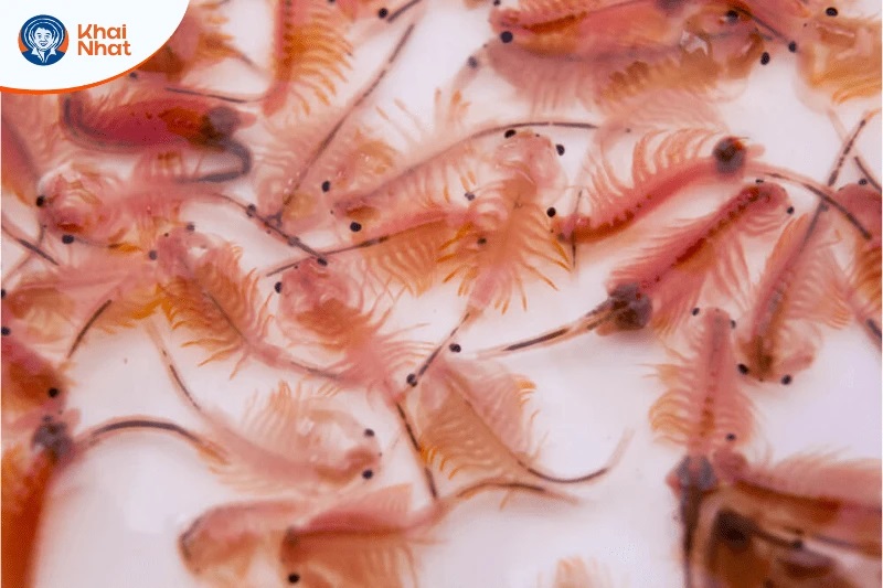 Giá Artemia Mỹ hiện nay là bao nhiêu?