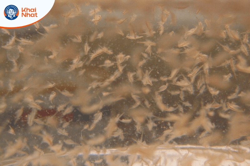 cach-ap-trung-artemia-my.png