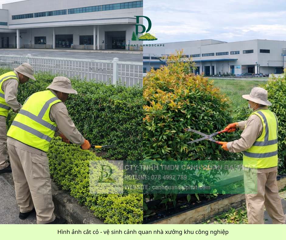 DỊCH VỤ CẮT CỎ – CƯA CÂY ĐỒNG NAI | NHANH – GỌN – GIÁ HỢP LÝ