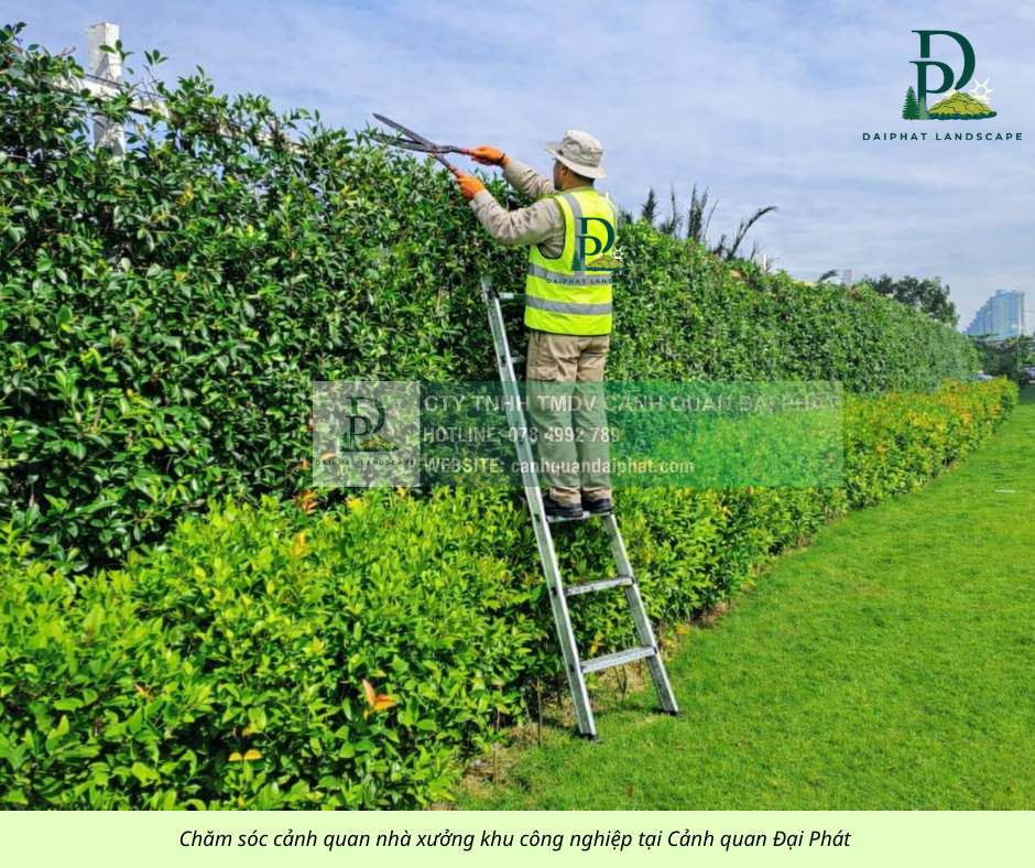 Dịch Vụ Cưa Cây, Cắt Cỏ Nhà Máy Tại KCN Amata Biên Hòa – An Toàn