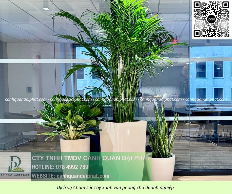 Cung cấp & chăm sóc cây xanh văn phòng TP.HCM