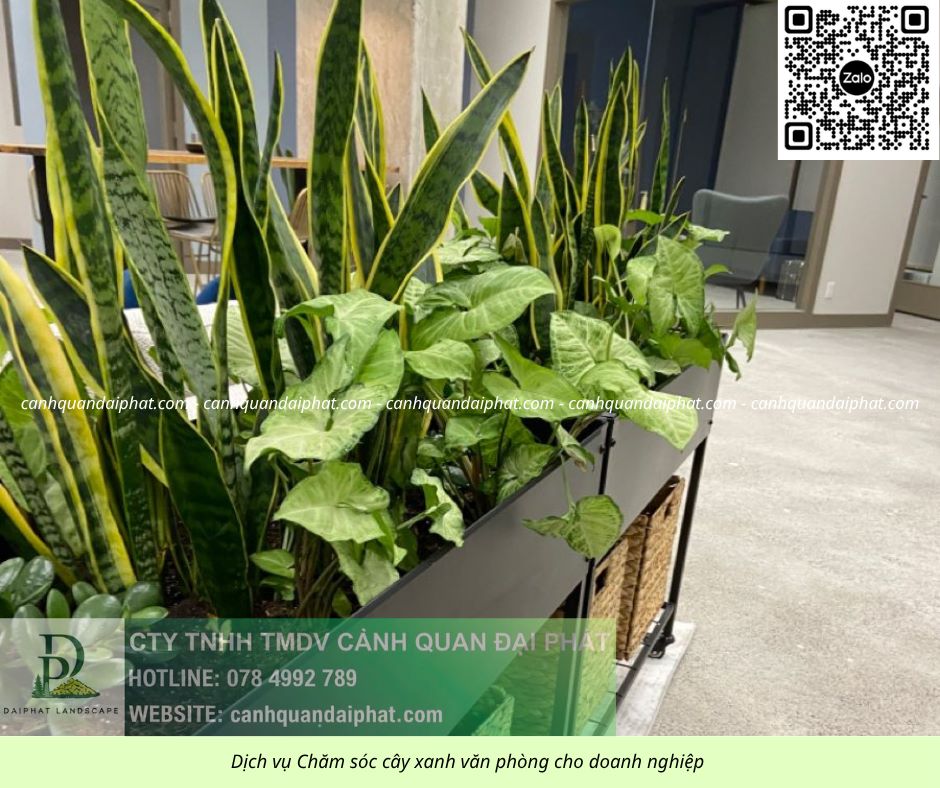 Chăm sóc cây xanh văn phòng 300526 4.jpg