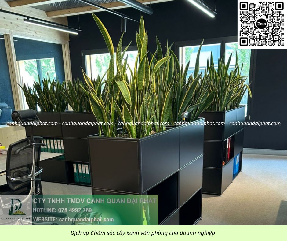 Chăm sóc cây xanh văn phòng 300526 8.jpg