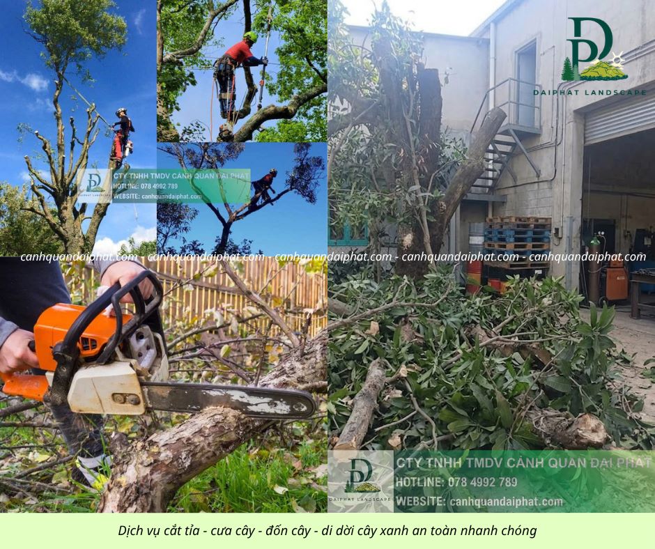 Cưa Cây Cắt Cỏ Giá Rẻ KCN Bình Dương – Làm Nhanh, Sạch Ngay