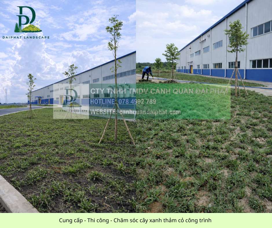 DỊCH VỤ TRỒNG CỎ CHO DOANH NGHIỆP NHÀ XƯỞNG MỚI BÀU CẠN ĐỒNG NAI