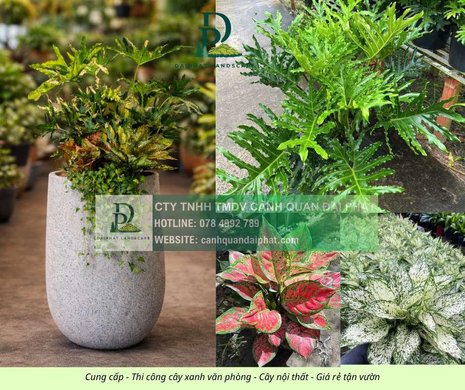 Cung cấp thi công chăm sóc cây xanh văn phòng  120326 1.jpg