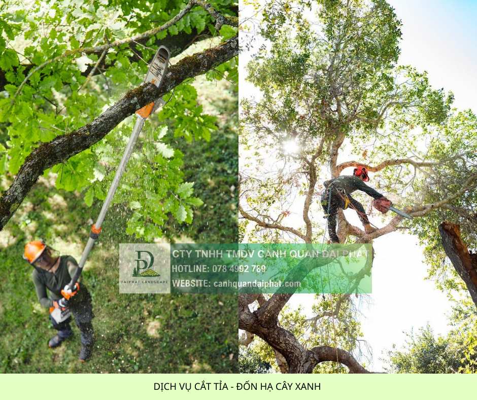 Dịch vụ cắt tỉa đốn hạ cây xanh 1.jpg