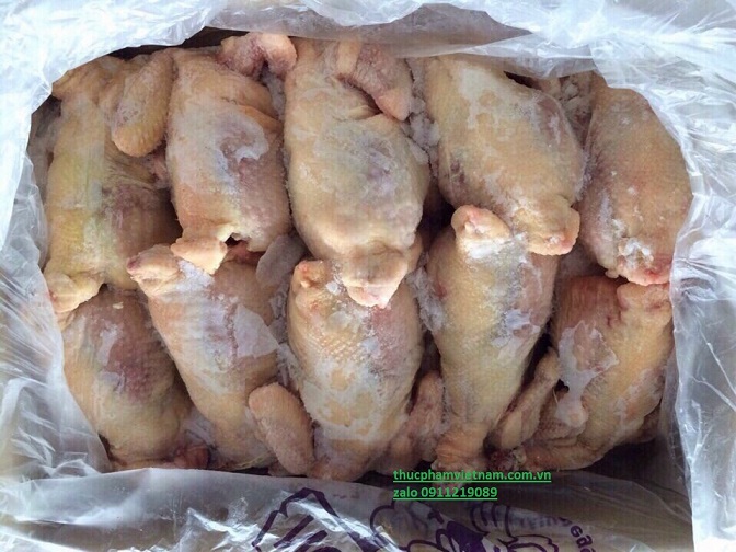 Gà Đông Lạnh Hà Nội – Địa Chỉ Cung Cấp Gà Nguyên Con Giá Sỉ