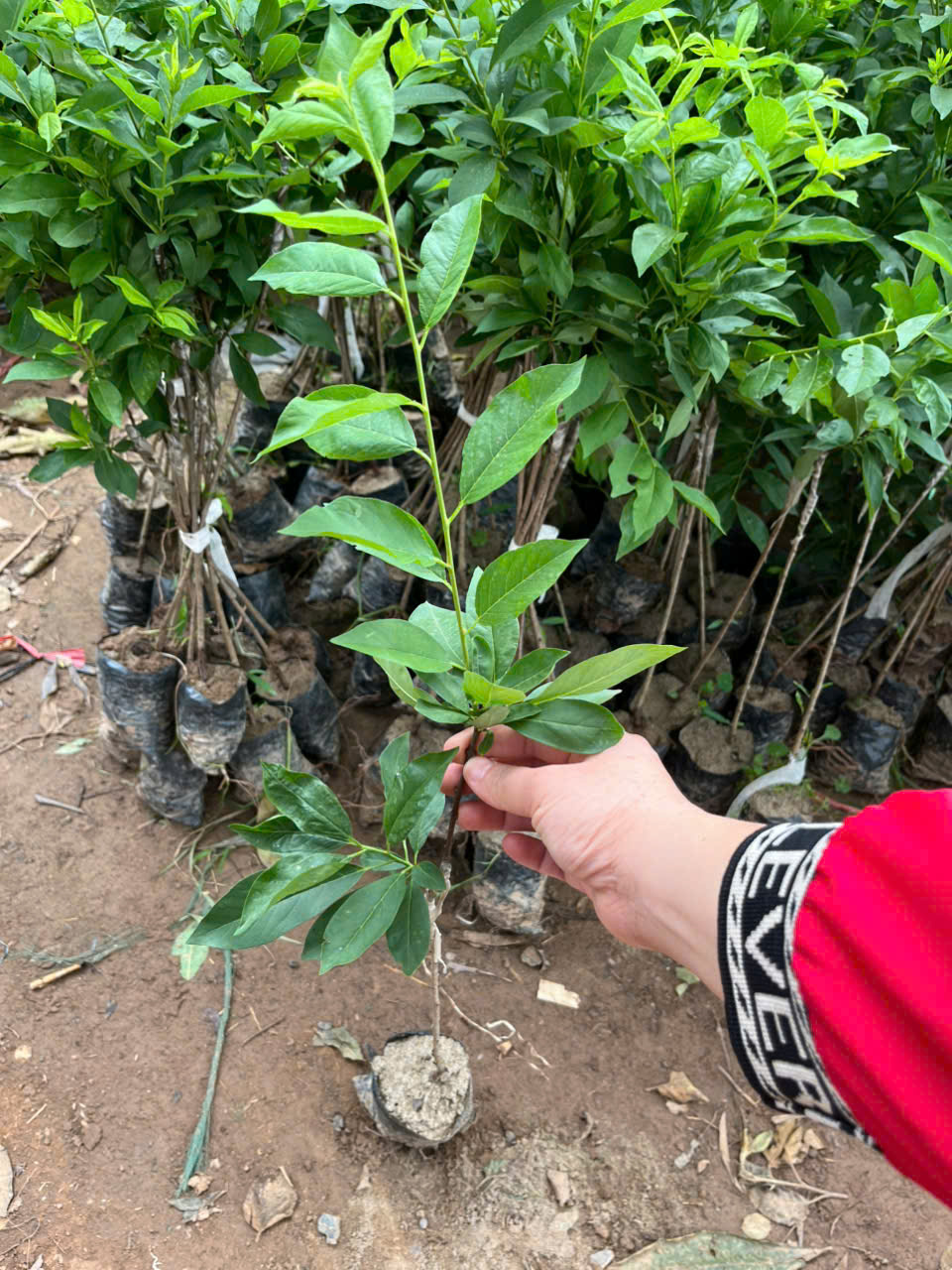 Cây giống mận đen úc