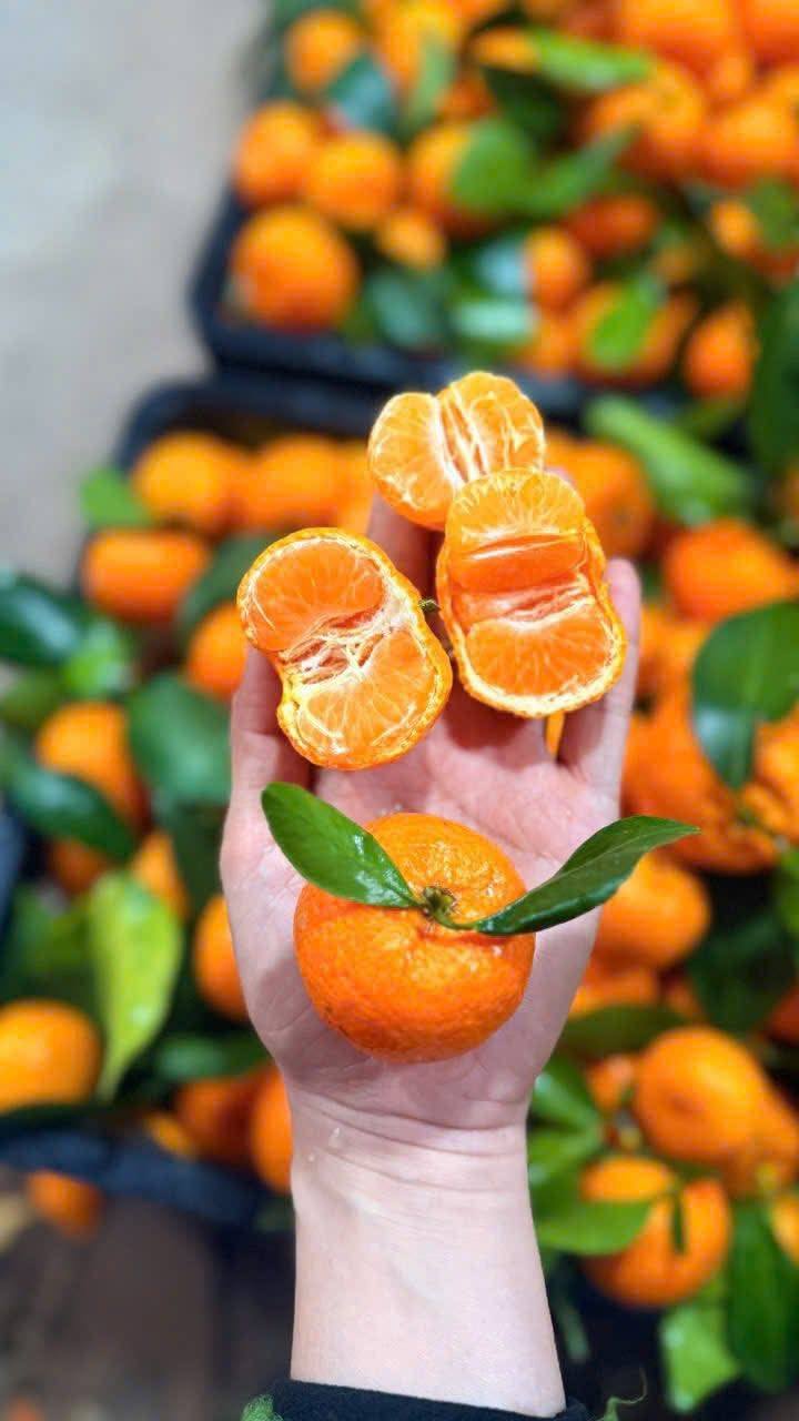 Cây giống quýt đường thái