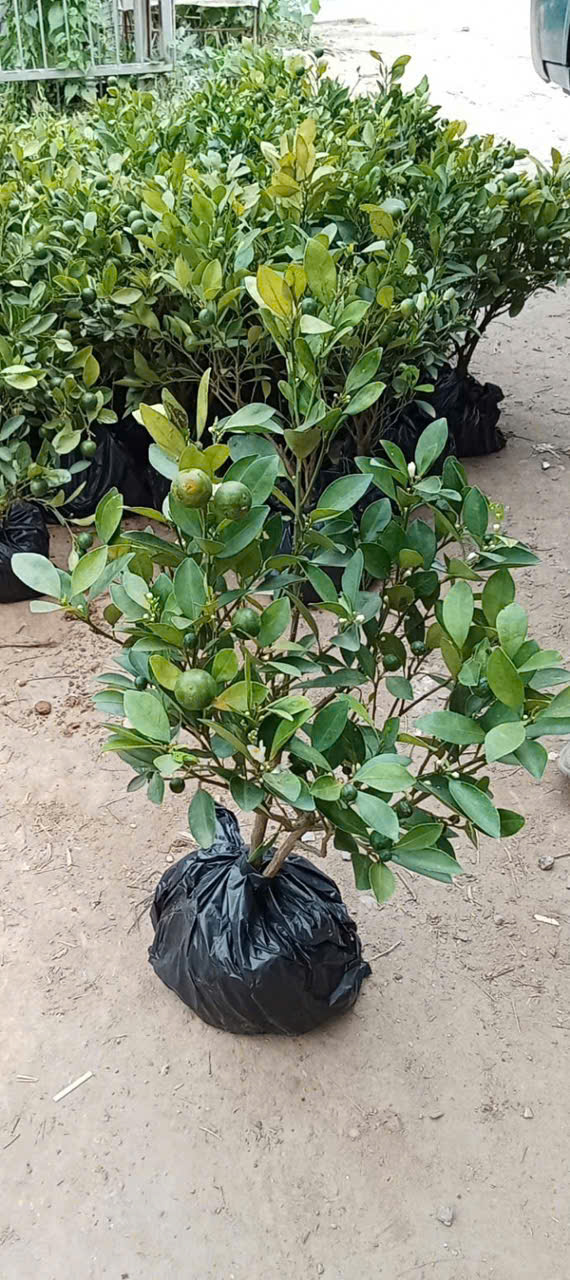 Cây giống quất chua