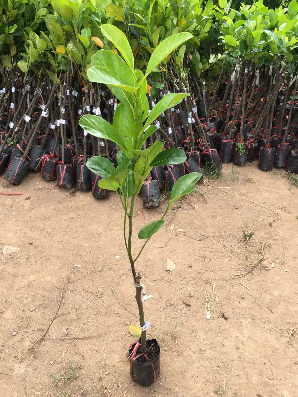 Cây giống mít ruột đỏ
