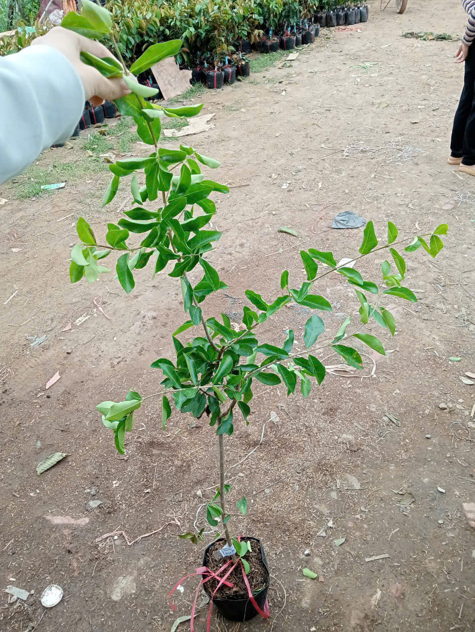 CÂY GIỐNG SƠ RI