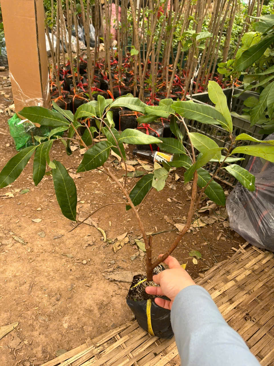CÂY GIỐNG HẠT RẺ