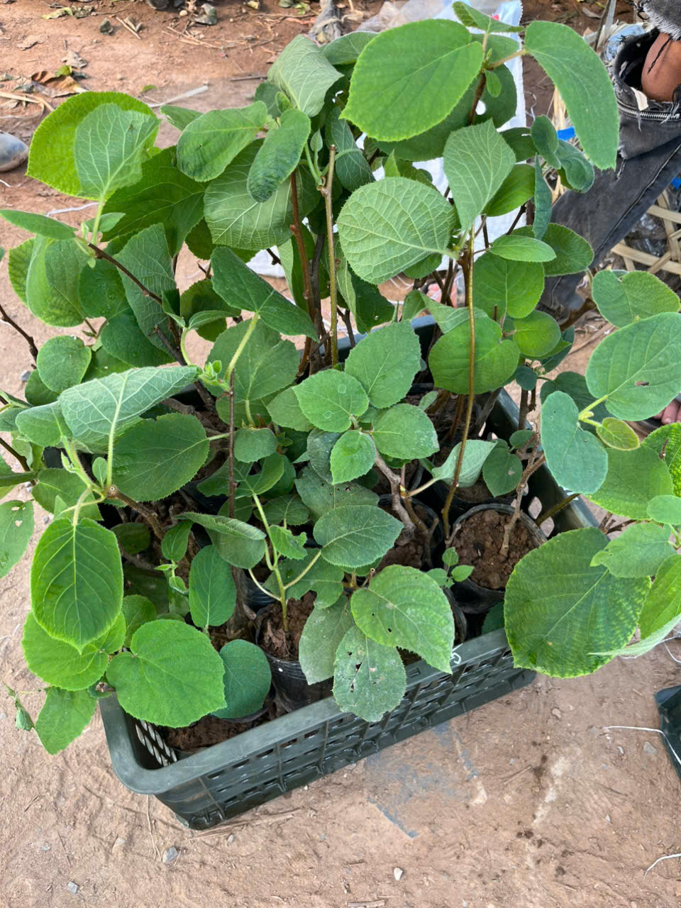 Cây giống kiwi