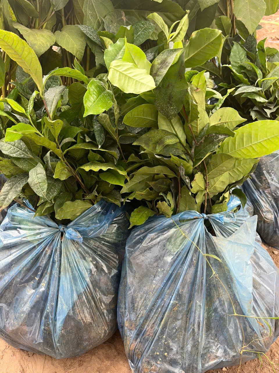 Cây giống trà xanh