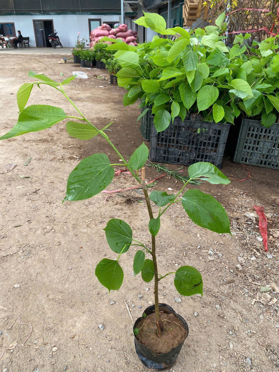 Cây giống dâu quả dài