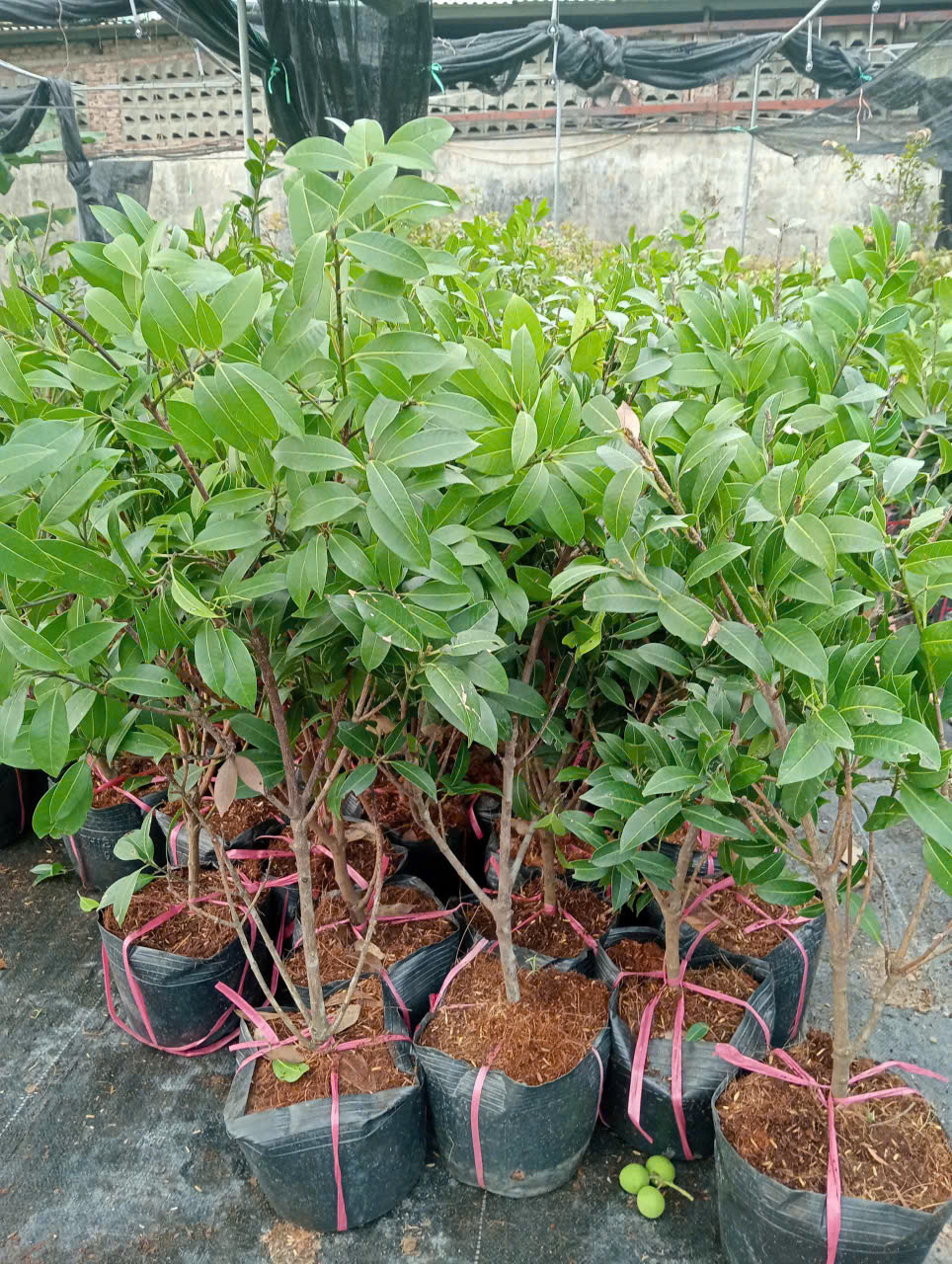 Cây giống thanh trà