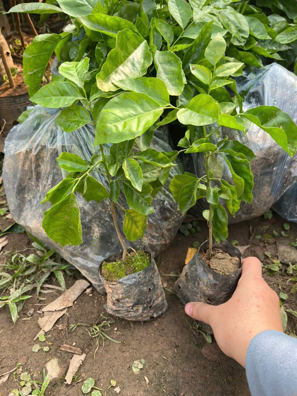 Cây giống quất hồng bì