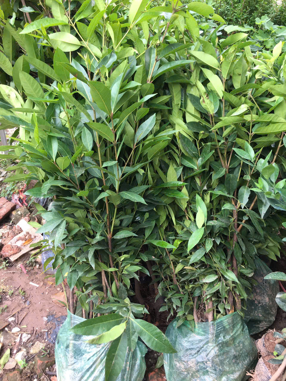 Cây giống vối nếp