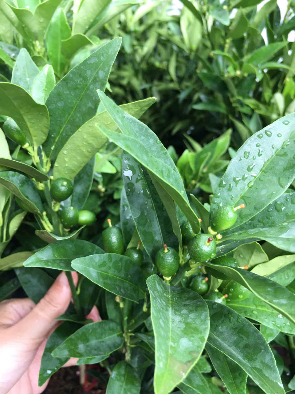 Cây giống quất ngọt