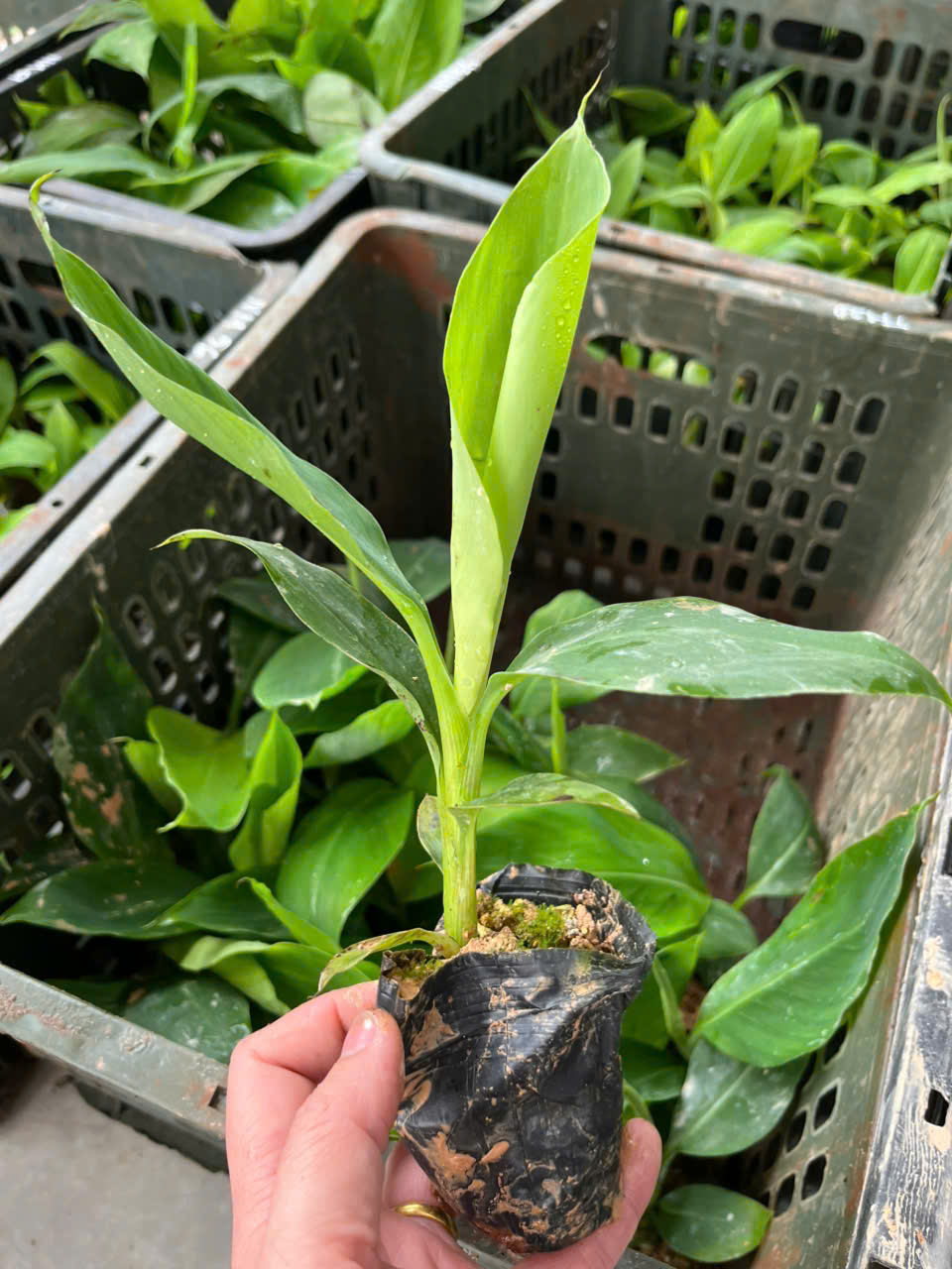 Cây giống Chuối Tiêu Hồng