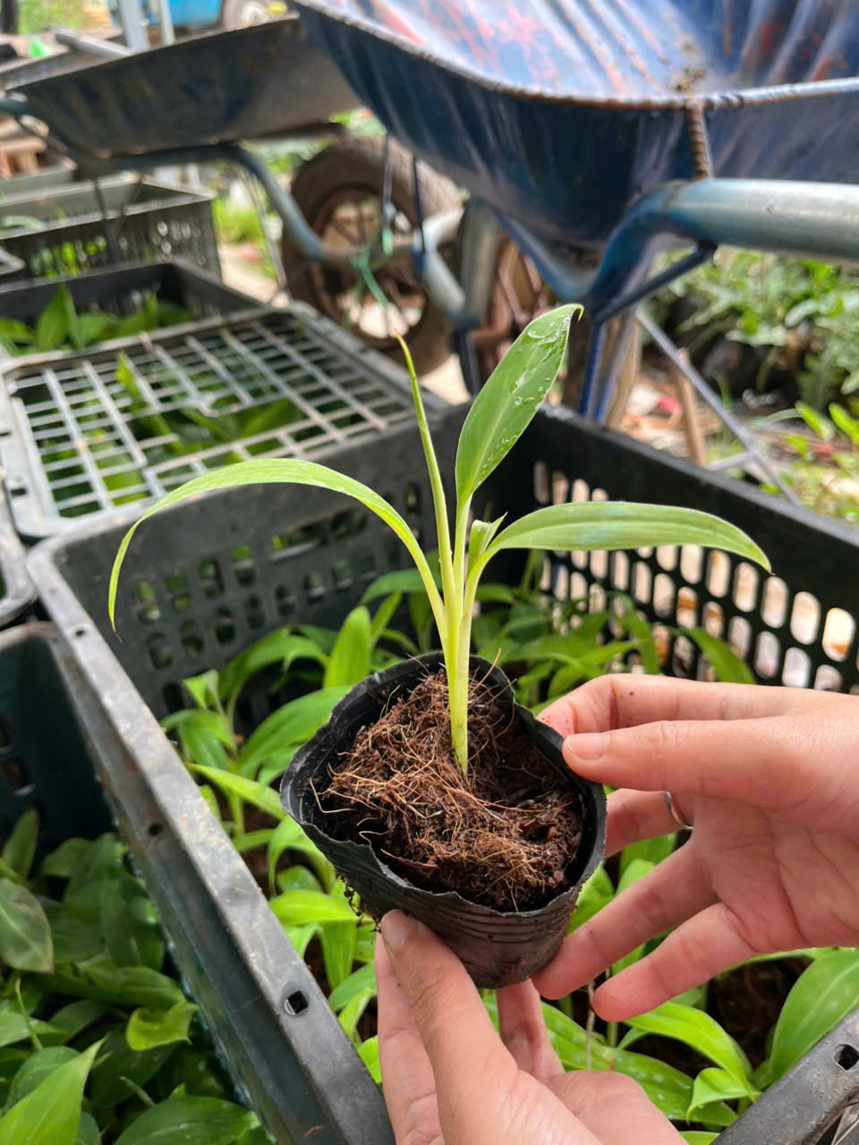 Cây giống Chuối Ngự Tiến Vua