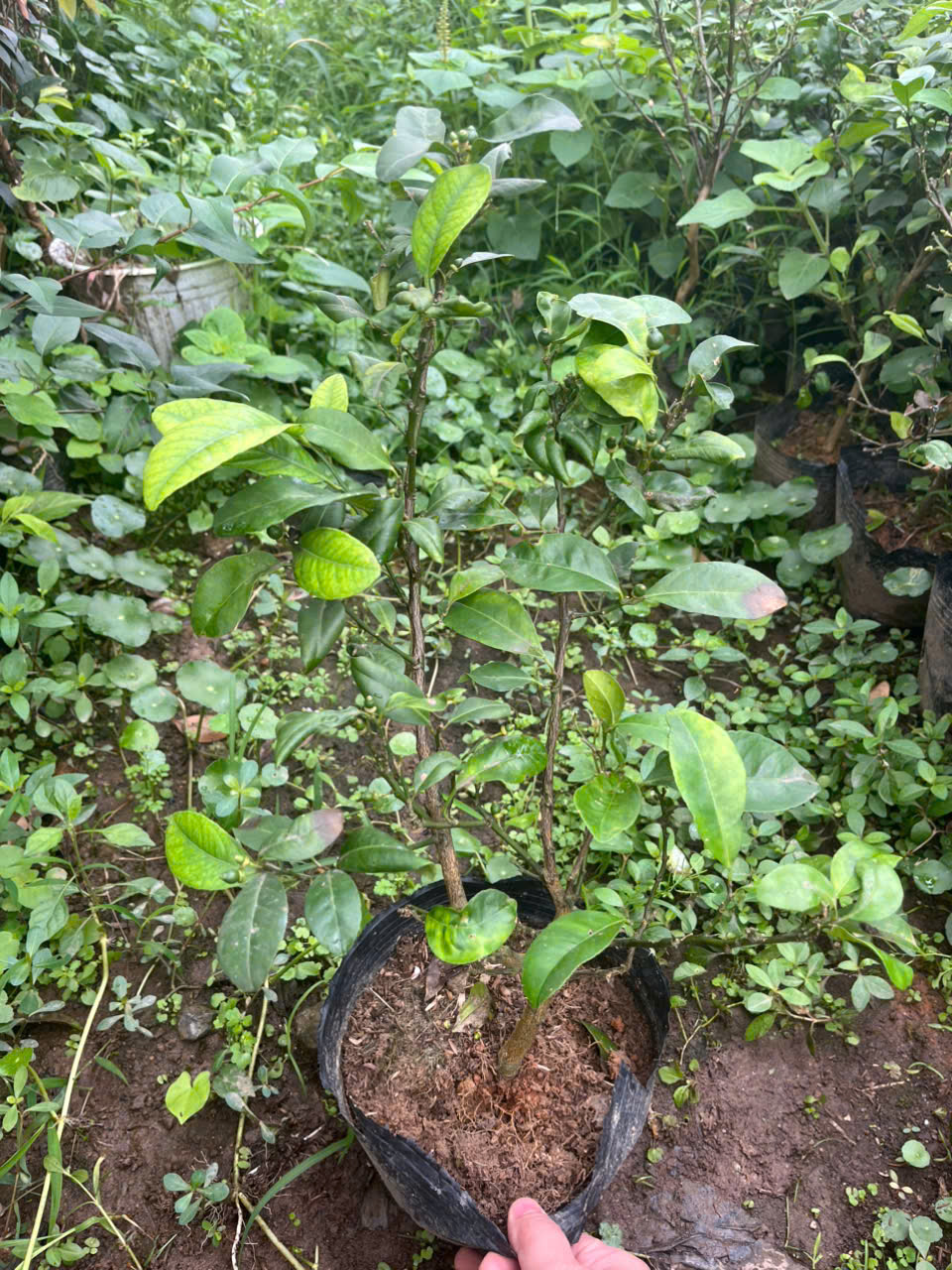 Cây giống Chanh Chùm