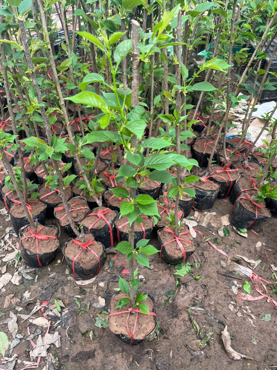 Cây giống hoa anh đào