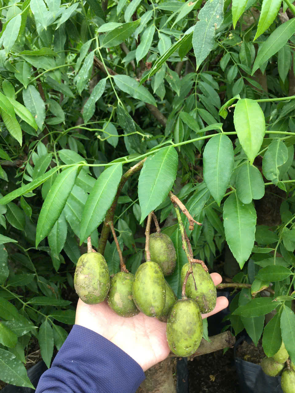 Cây cóc thái đường kính gốc 6-7 cm